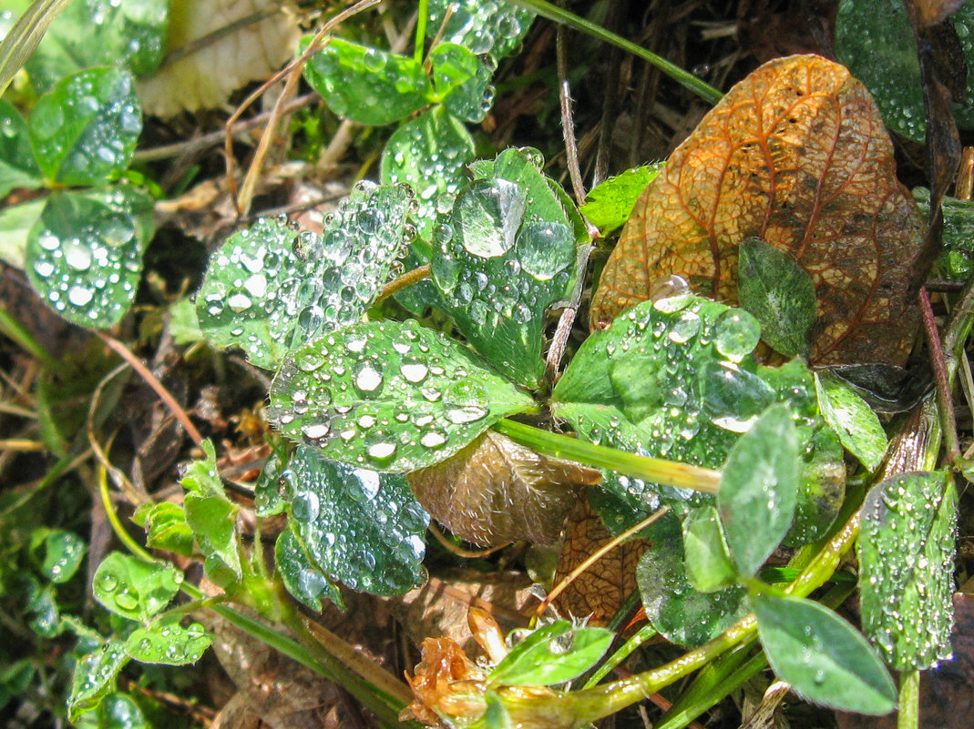 роса 111 021 - Олег Петрушин