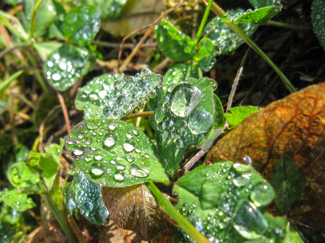 роса 111 030 - Олег Петрушин роса 111 030 - Олег Петрушин