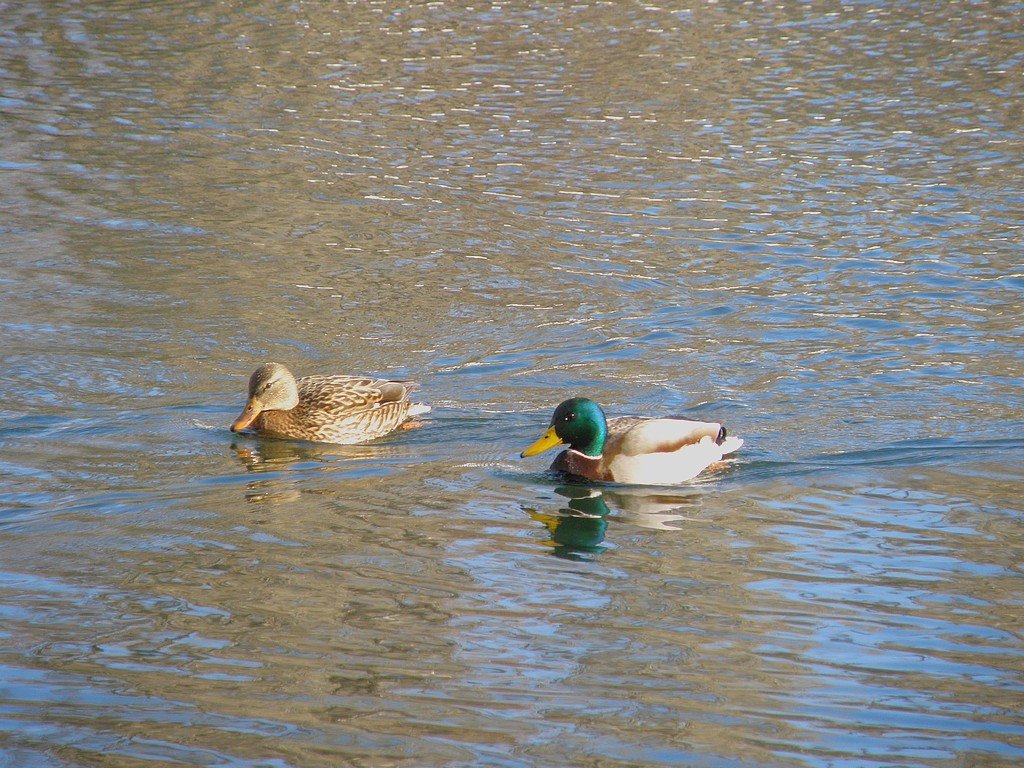 Красивая пара гуляет на пруду - Александр Рыжов Красивая пара гуляет на пруду - Александр Рыжов