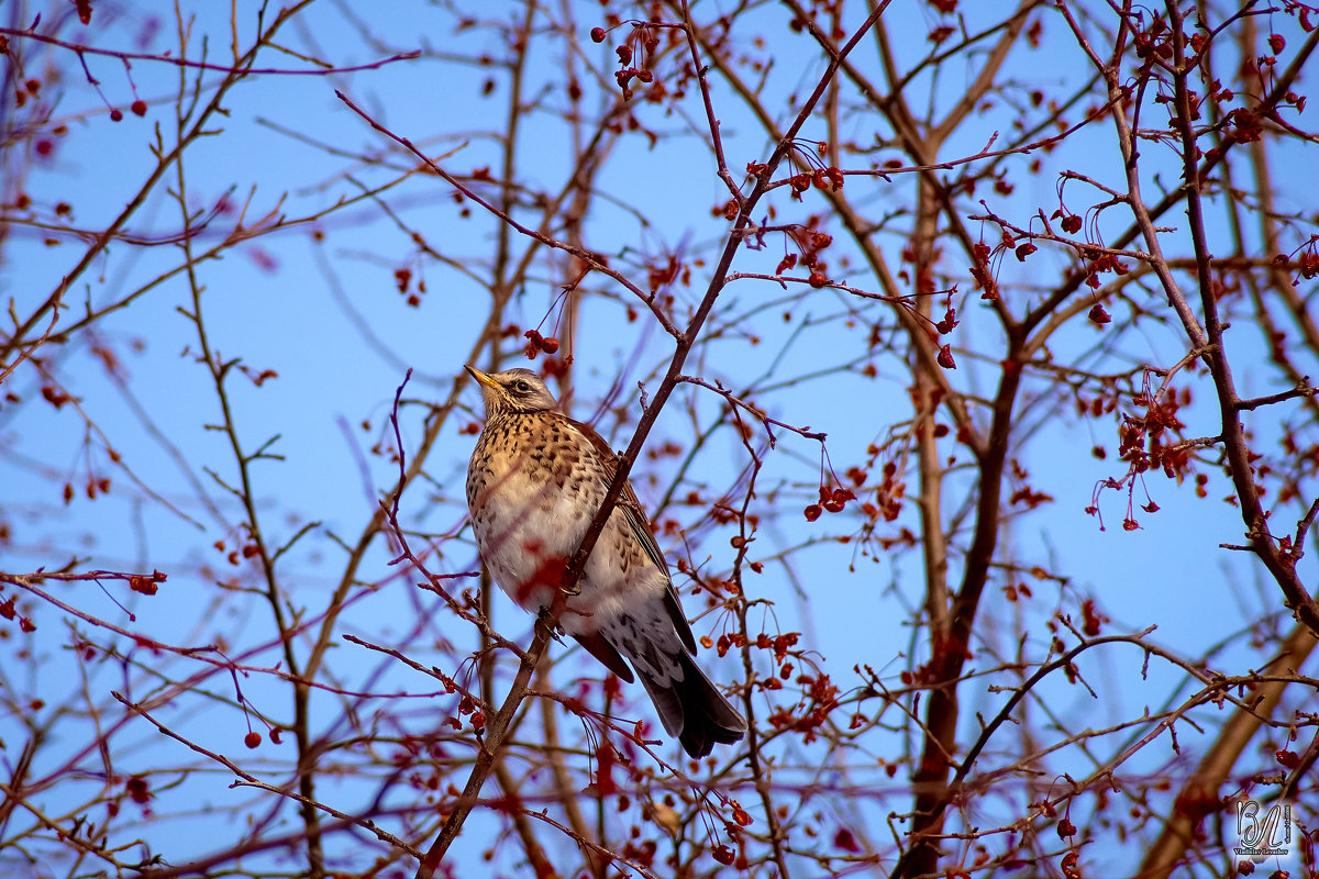 РЯБИННИК (Turdus pilaris ) - Владислав Левашов