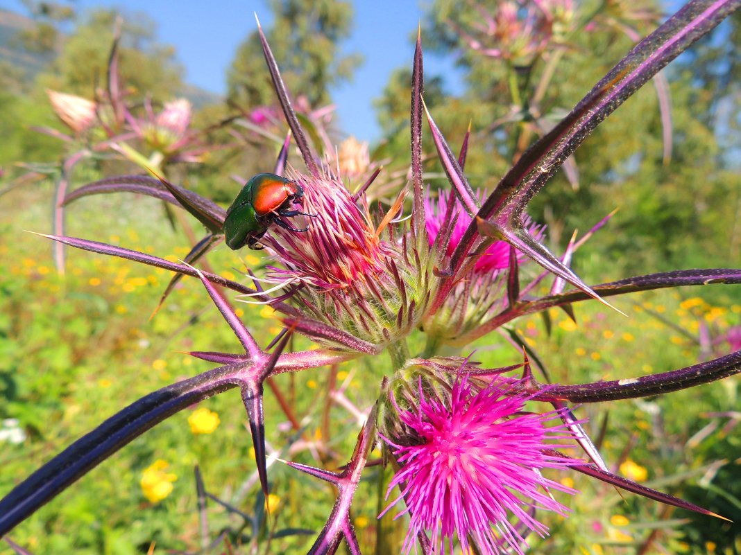 Бронзовка - Гала Бронзовка - Гала