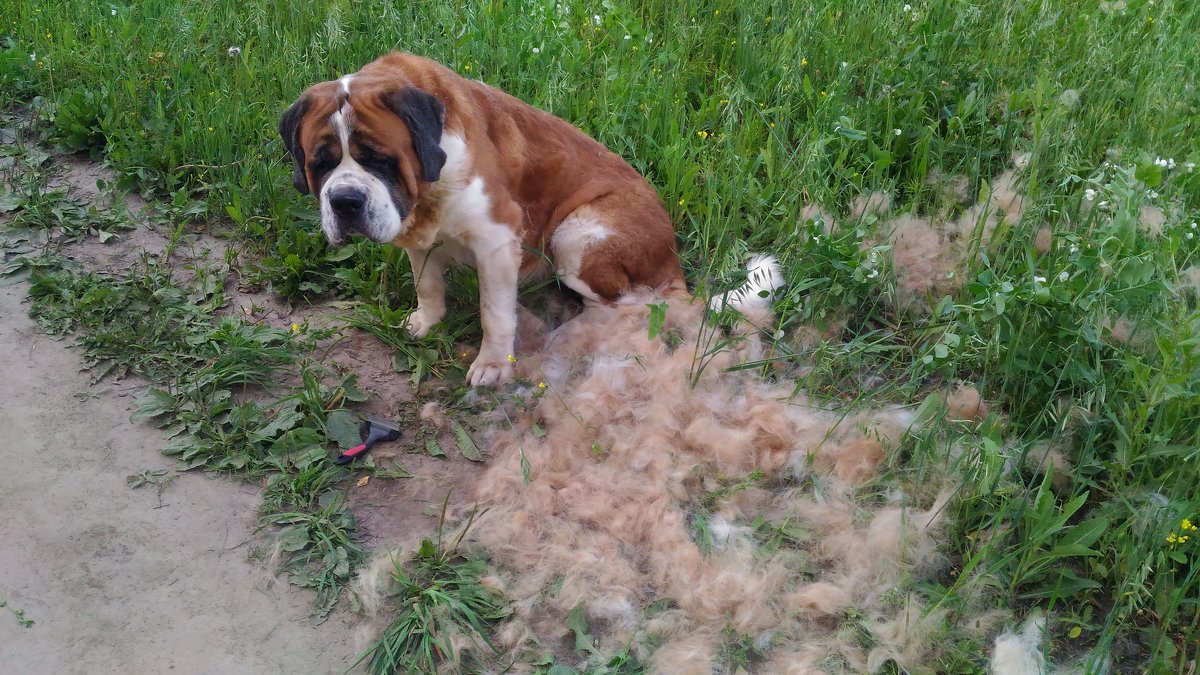 Химчистка шубы) - Prinz Eugen 