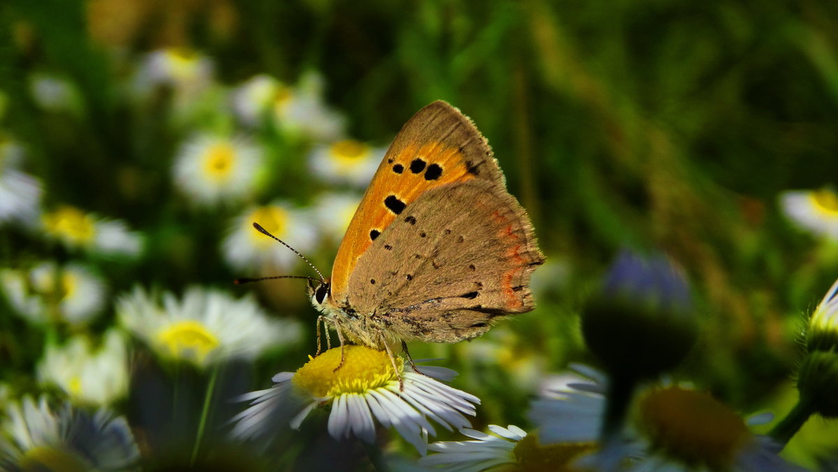 Lycaena phlaeas (Linnaeus, 1761)  ЛИЦЭНА ФЛЭАС - vodonos241 