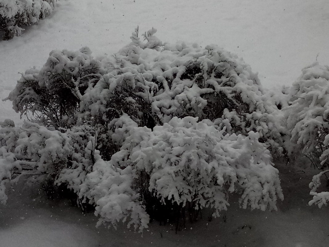 После снегопада - BoxerMak Mak После снегопада - BoxerMak Mak