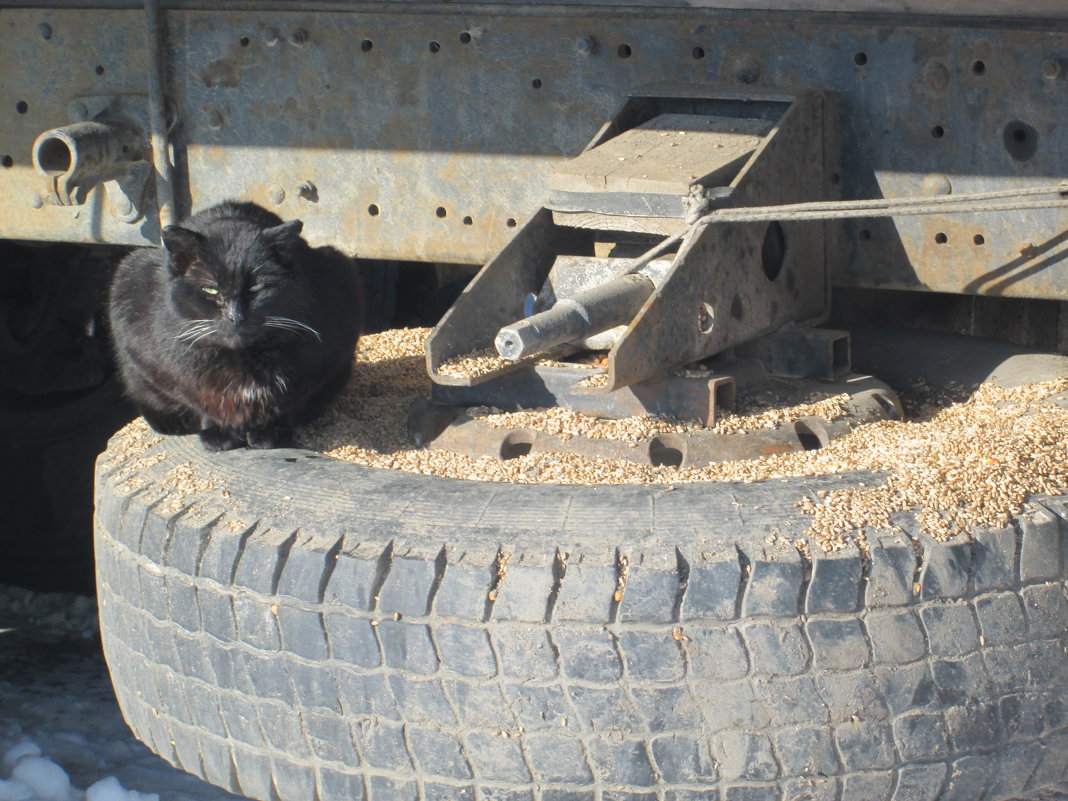 Дальнобойщики на привале))) - Алексей Кузнецов Дальнобойщики на привале))) - Алексей Кузнецов