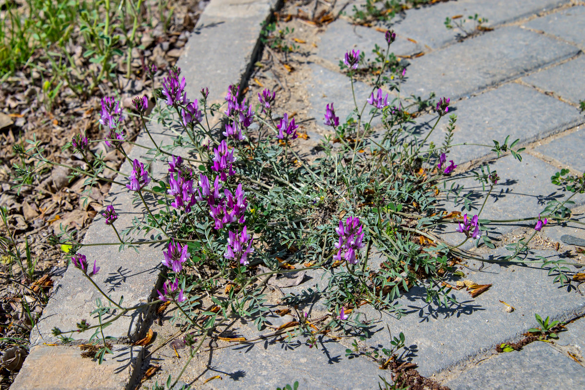 Растущие меж камней - Анатолий Чикчирный Растущие меж камней - Анатолий Чикчирный