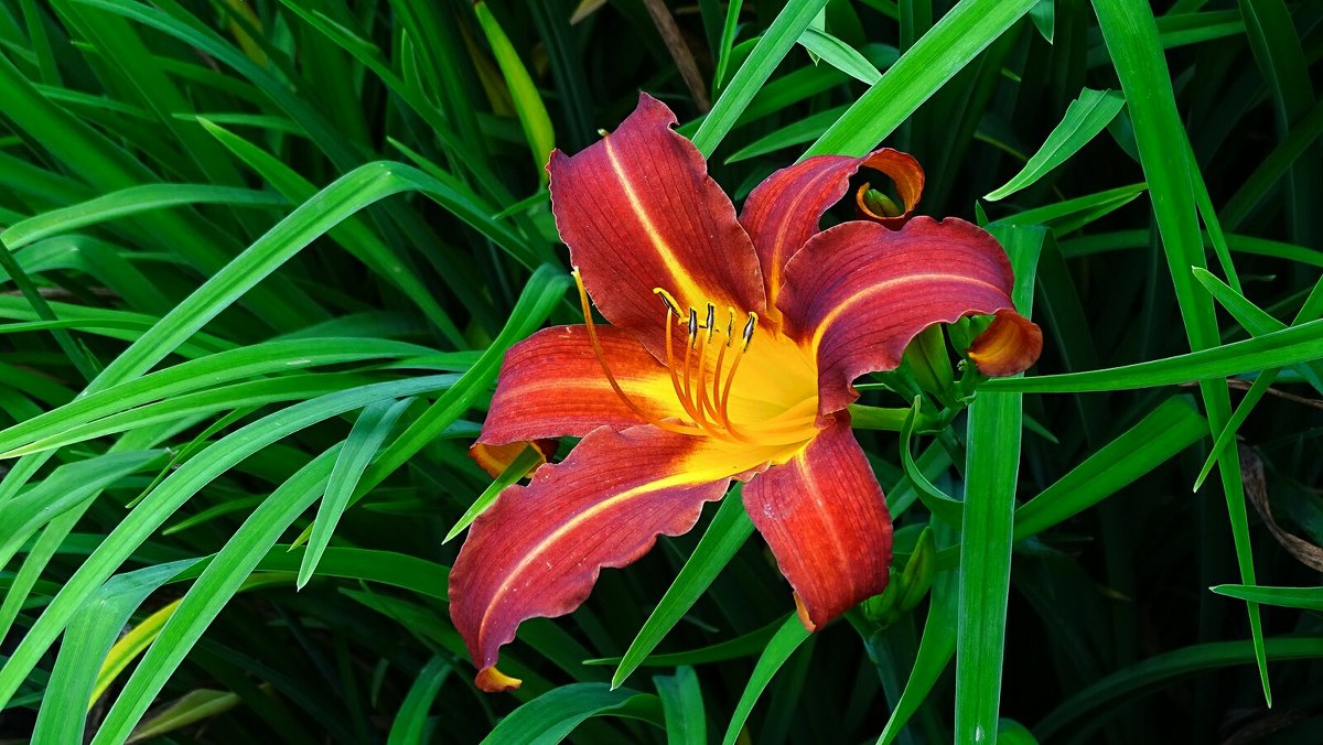 Зимой о цветах - Милешкин Владимир Алексеевич Зимой о цветах - Милешкин Владимир Алексеевич