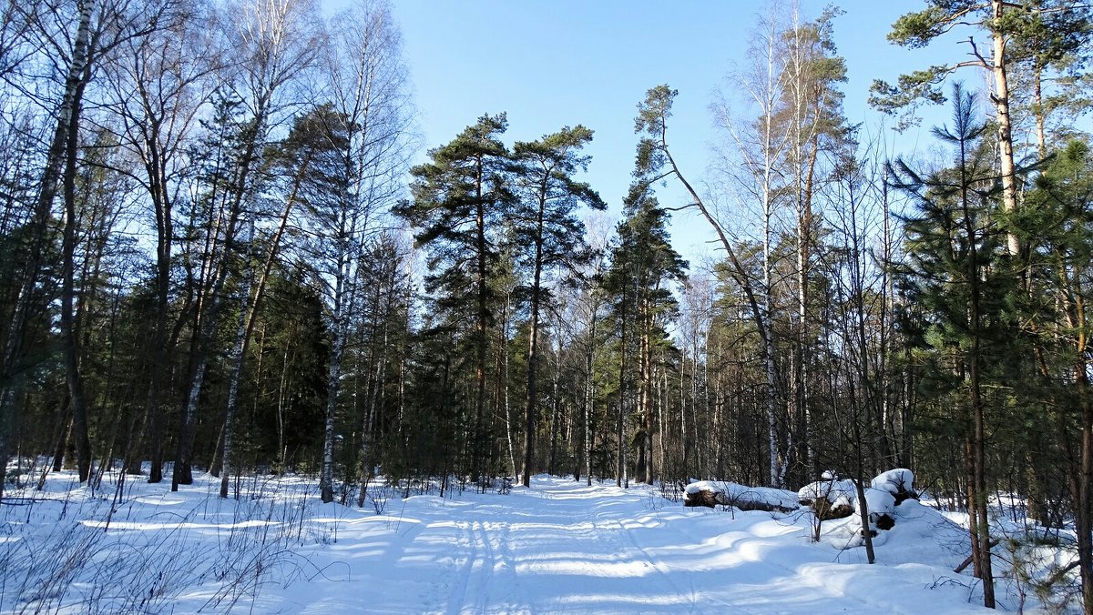 Февральский лес - Милешкин Владимир Алексеевич Февральский лес - Милешкин Владимир Алексеевич