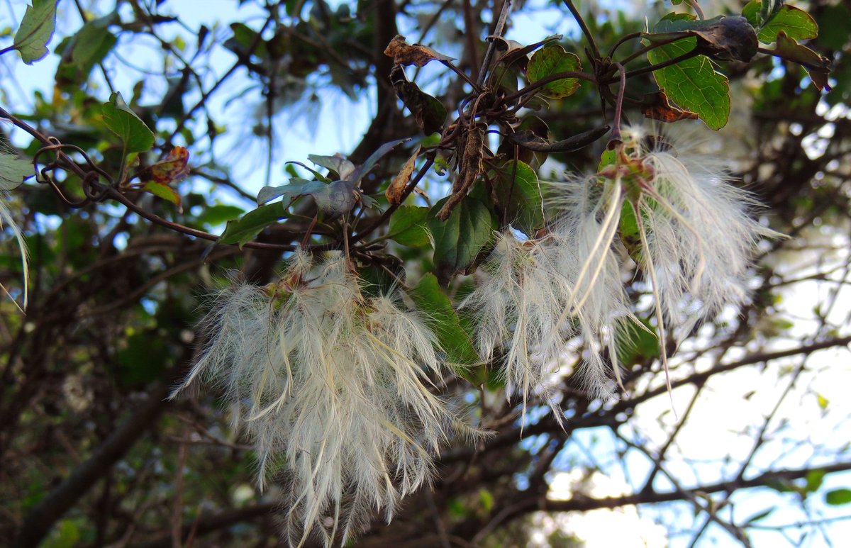 Ломонос усатый (Clematis cirrhosa) - Гала 