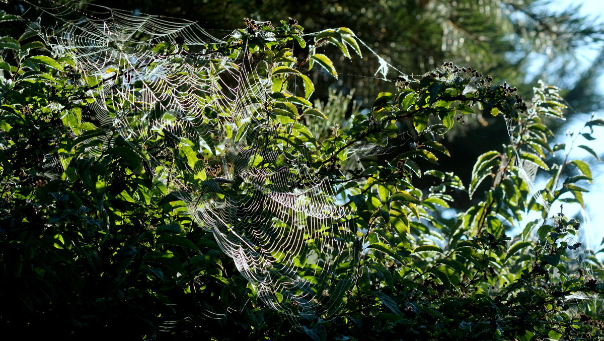 --- - Галина Кучерина