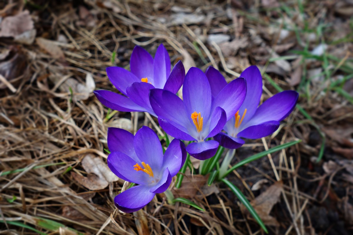 А на пороге нежная весна... - Galina Dzubina