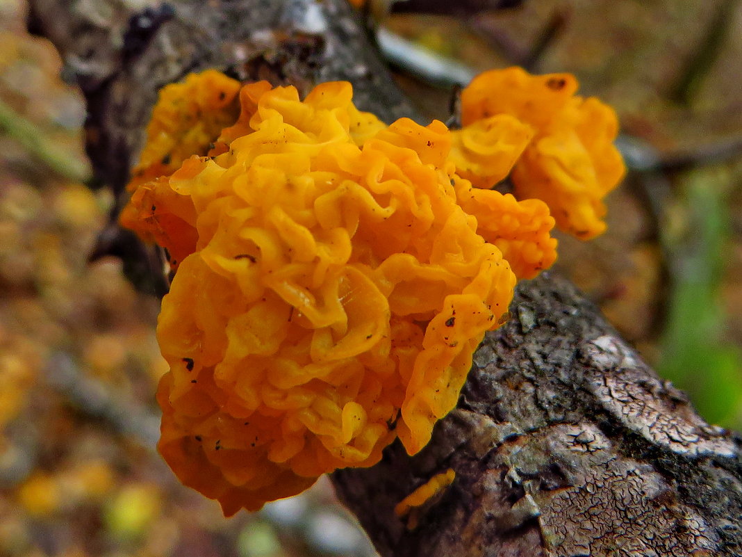 Дрожалка оранжевая (Tremella mesenterica).. - vodonos241 