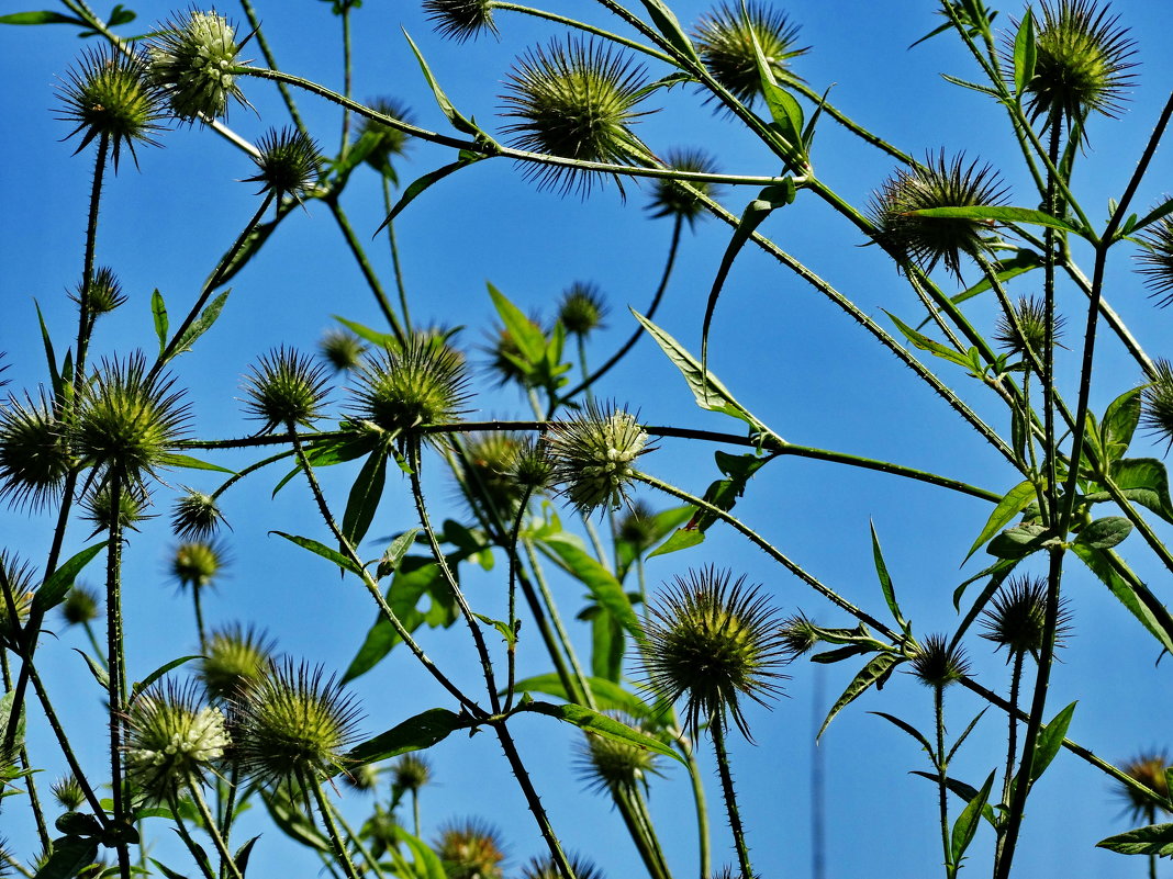 Dipsacus strigosus Ворсянка щетинистая - vodonos241 