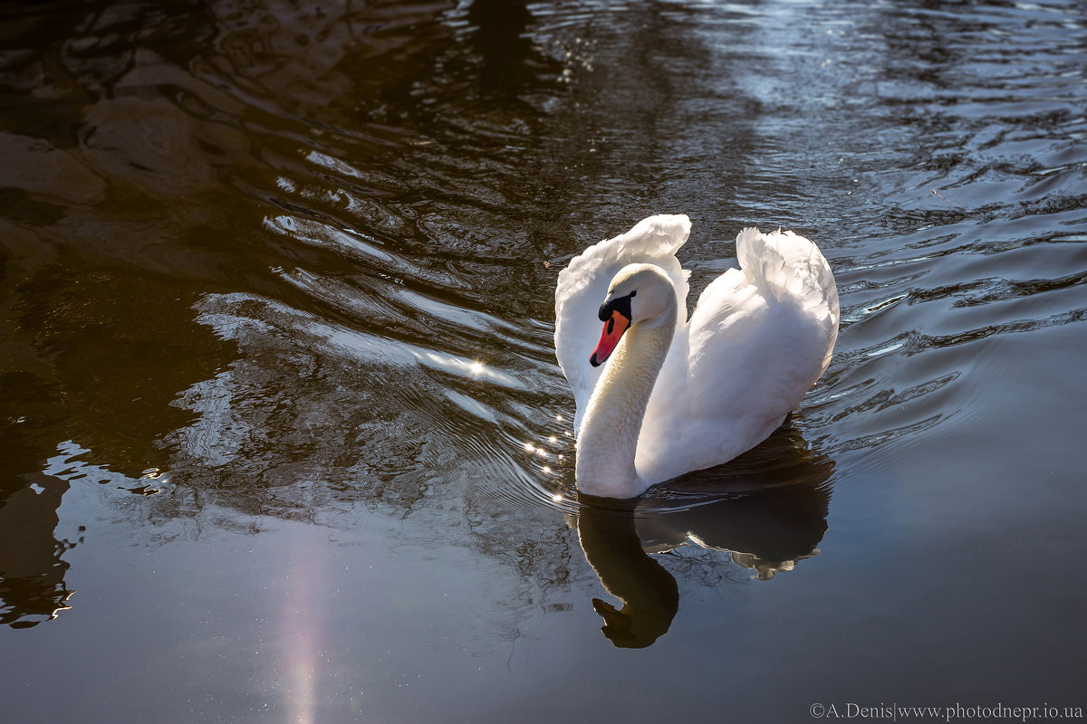 Эталон красоты - Denis Aksenov