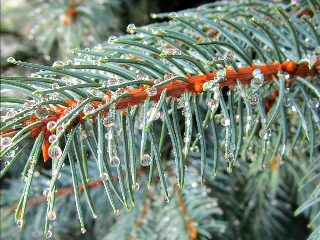 Весенний дождь - Татьяна Львова