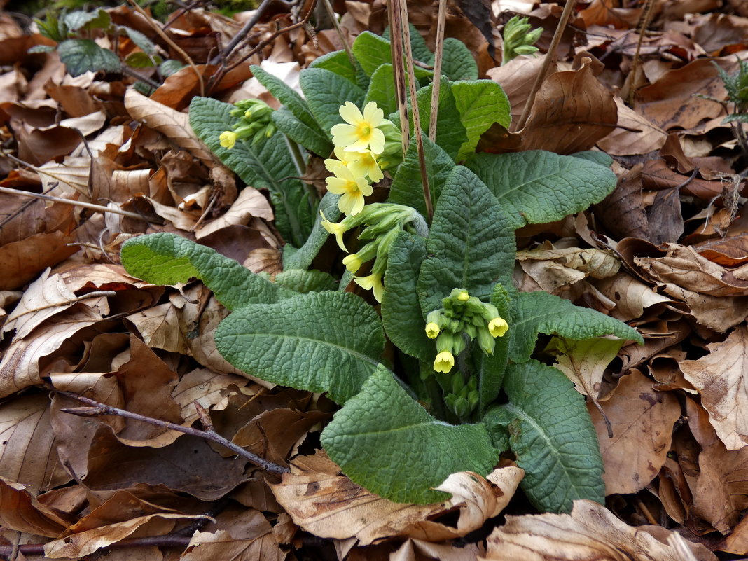 Первоцвет весенний,  Primula veris - Heinz Thorns