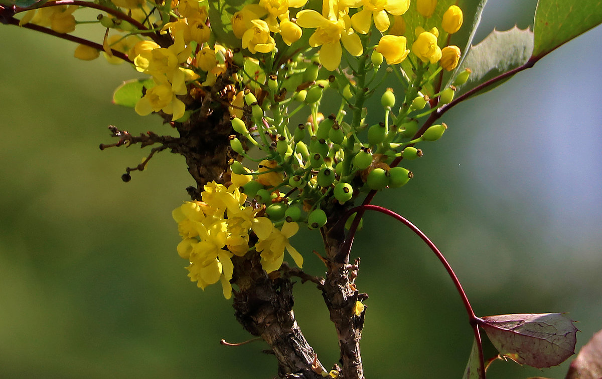 *** - Светлана 