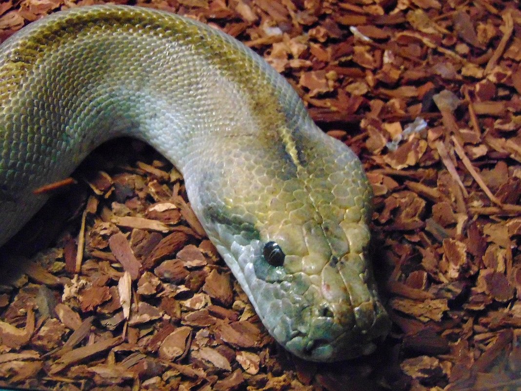 Портрет питона. - nadyasilyuk Вознюк Портрет питона. - nadyasilyuk Вознюк