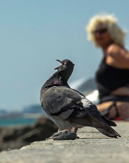 ария - Галинур 