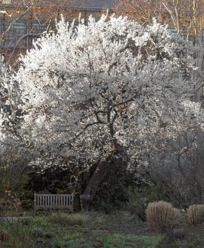Сакура в цвету - Денис Косенюк Сакура в цвету - Денис Косенюк
