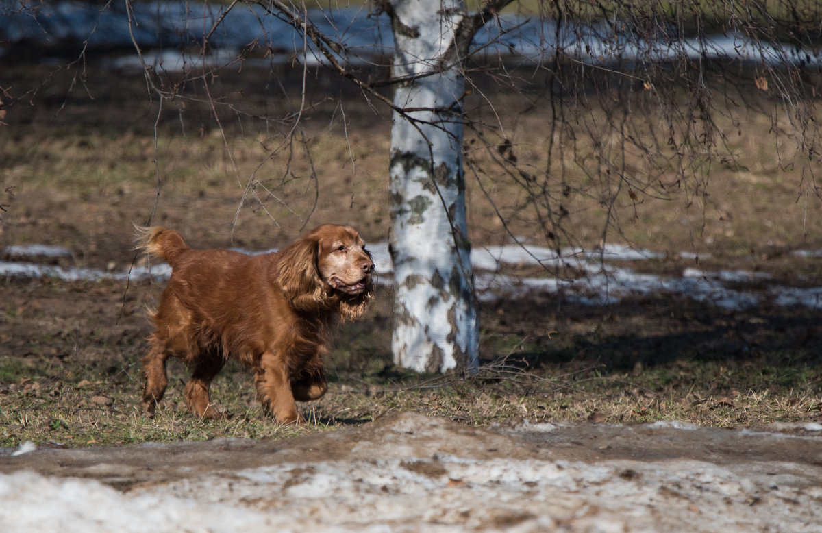 *** - Владимир Безбородов