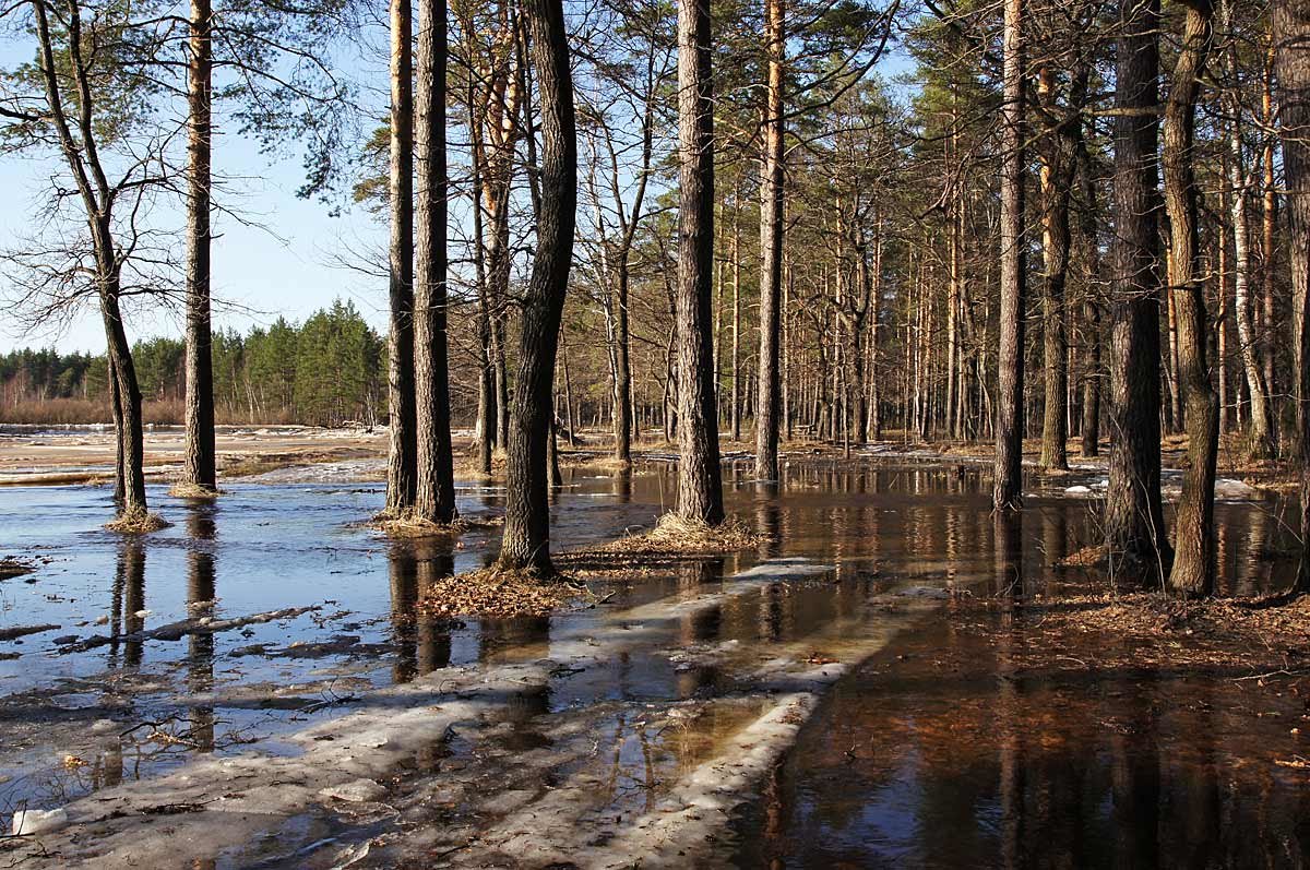 Половодье в Мещёре - Сергей Курников