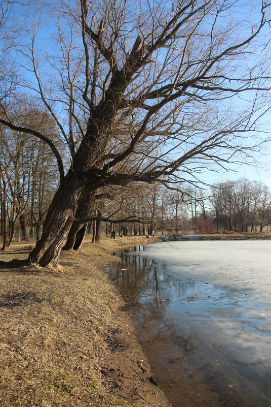 Царское Село. Апрель - Наталья Герасимова