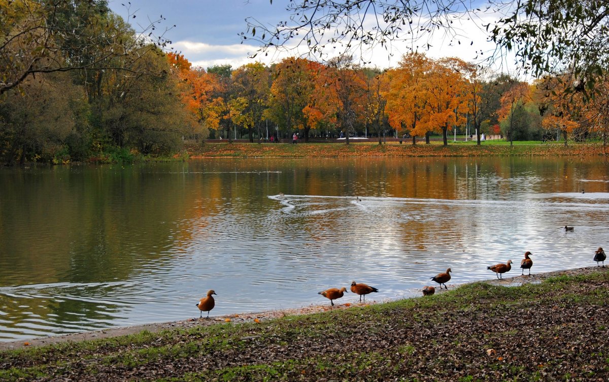 В осеннем парке - Любовь Р