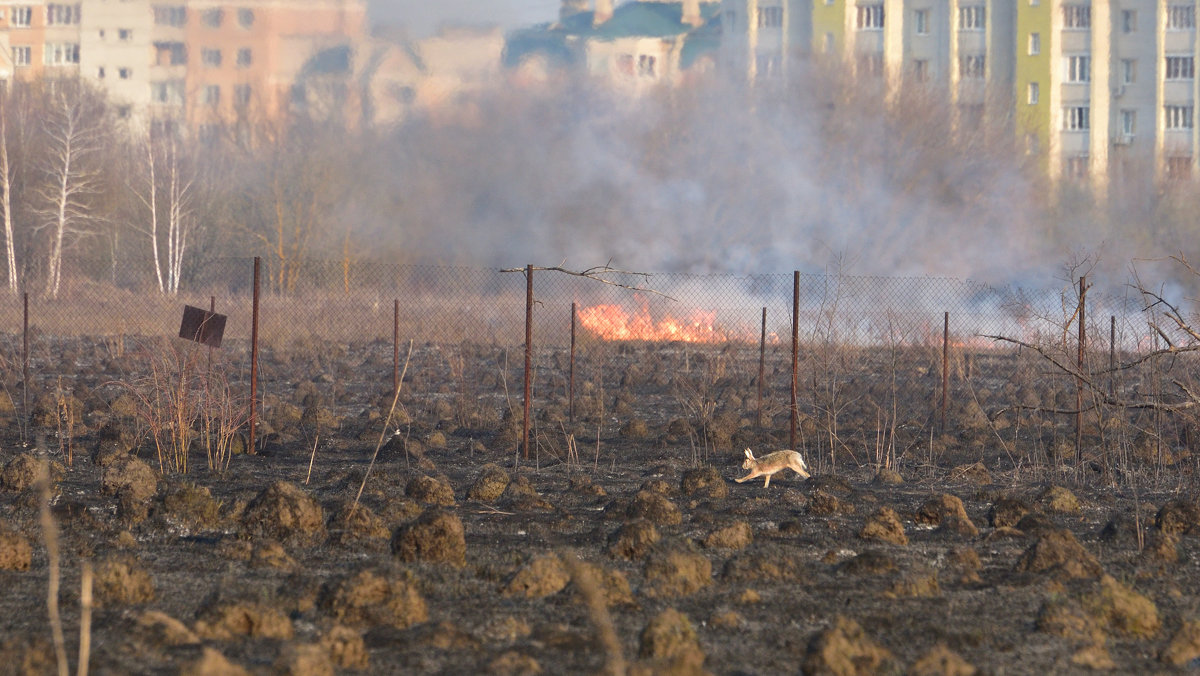 В огне не сгорел! - Иван Сурков