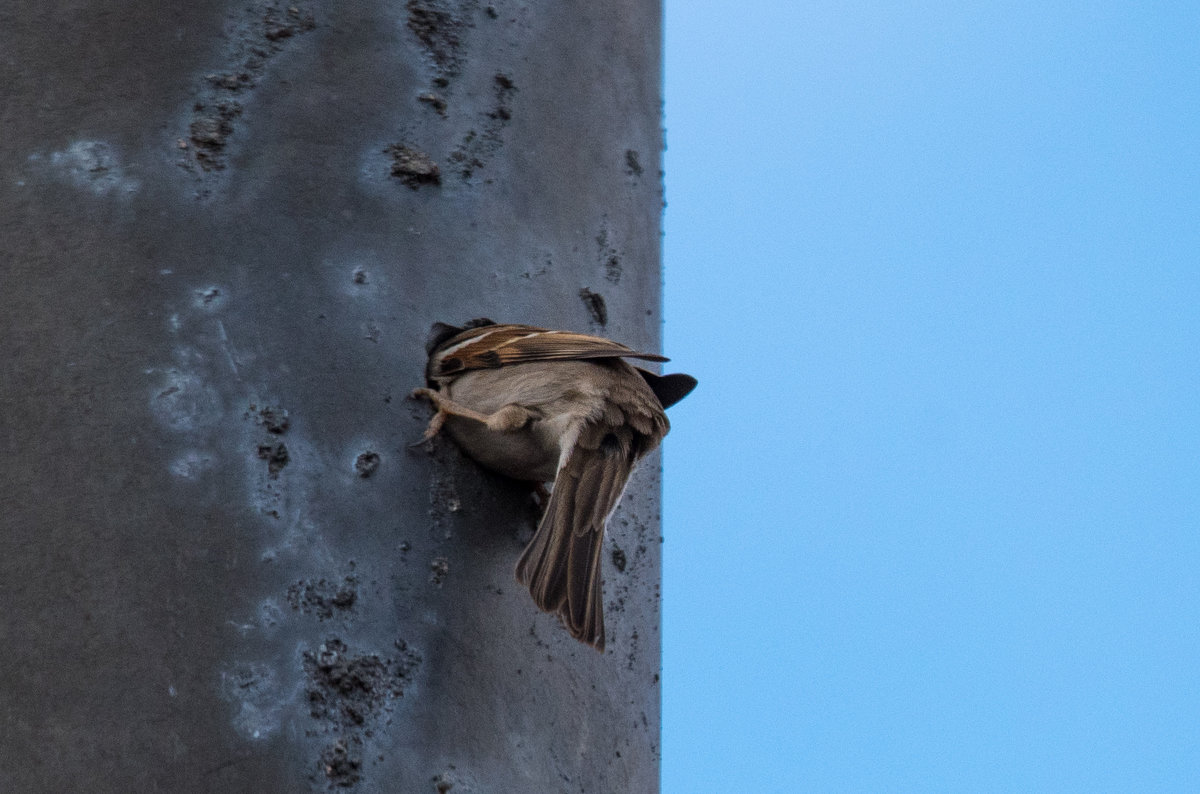 "Какой-то дятел напортачил... Всё равно пролезу!" - Владимир Безбородов "Какой-то дятел напортачил... Всё равно пролезу!" - Владимир Безбородов