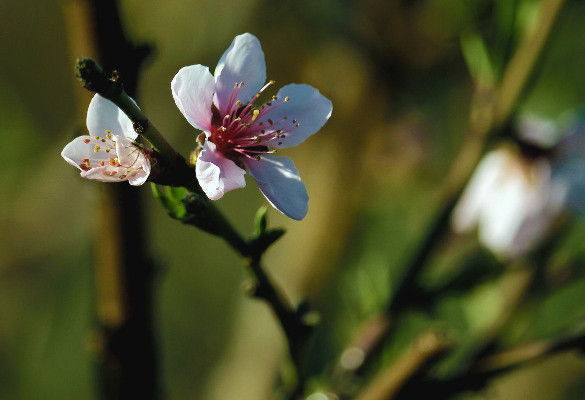 Персик расцвёл..! - barsuk lesnoi Персик расцвёл..! - barsuk lesnoi