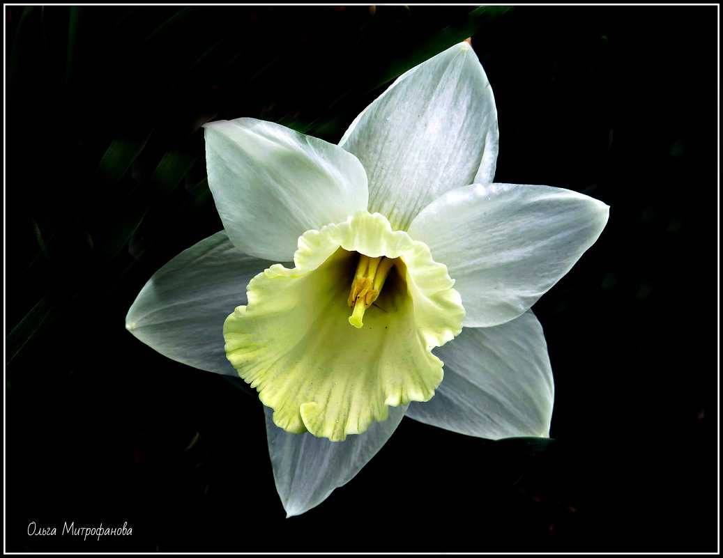 .... - Ольга Митрофанова