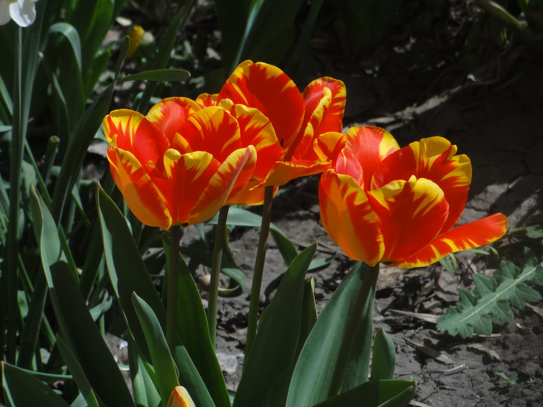 С ПРАЗДНИКОМ ! - марина ковшова С ПРАЗДНИКОМ ! - марина ковшова