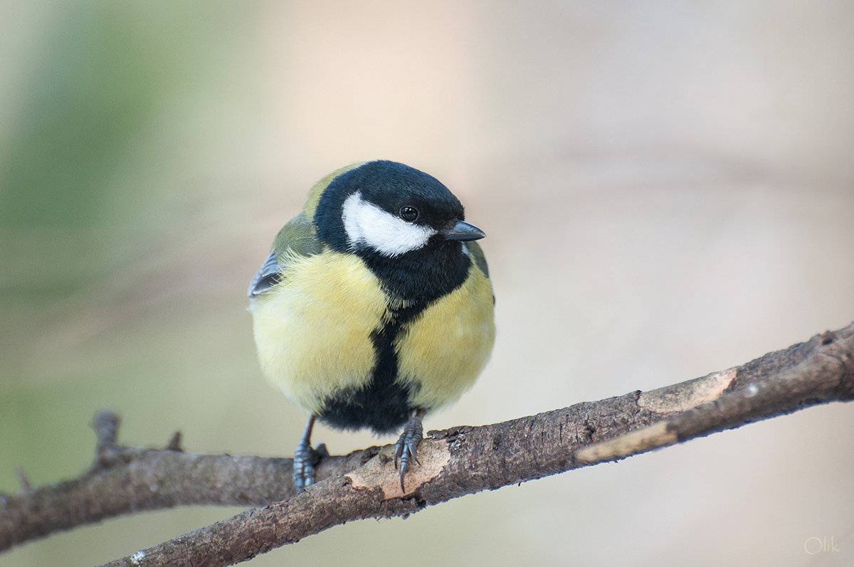 На ветке - Olik *