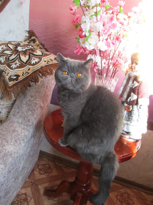 Пончик. - Зинаида 