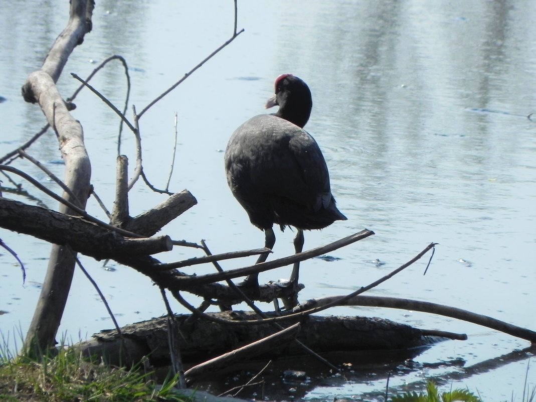 Фотосессия лысухи 4 - Ольга Романова