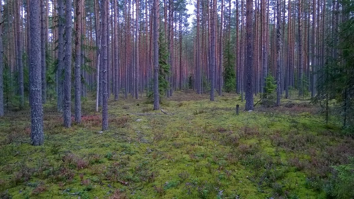 В лесу, как дома  :) - Игорь Ч.