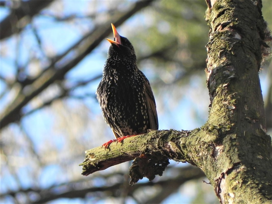 Фотосессия скворца 2 - Ольга Романова Фотосессия скворца 2 - Ольга Романова