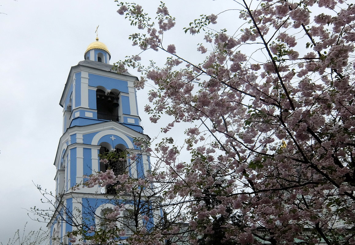 Около храма в Царицыно зацвела сакура. - Люба 