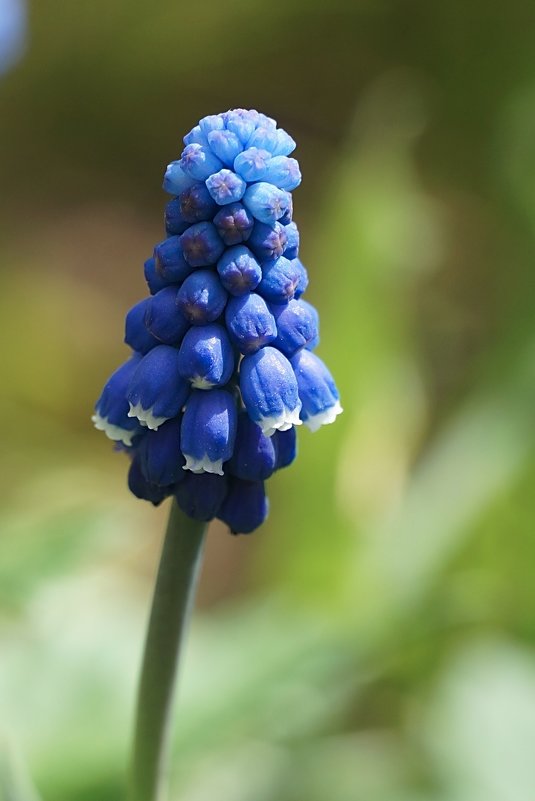 Мускари (Muscari) - Roman M,