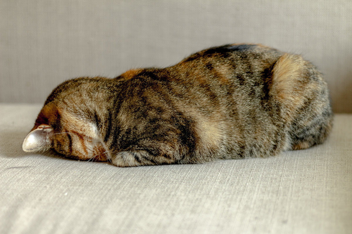 Муська спит.... - Юрий Шамсутдинов