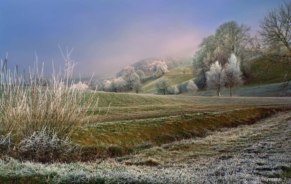 и в декабре цветут сады - Elena Wymann и в декабре цветут сады - Elena Wymann