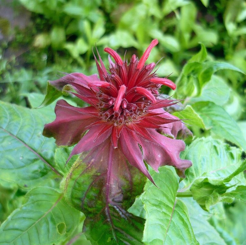 Незнакомый цветок - Вера Щукина