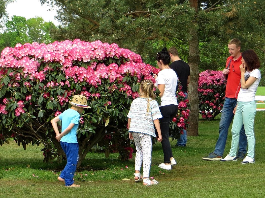 Цветение рододендрона в Краснодаре - Татьяна Смоляниченко