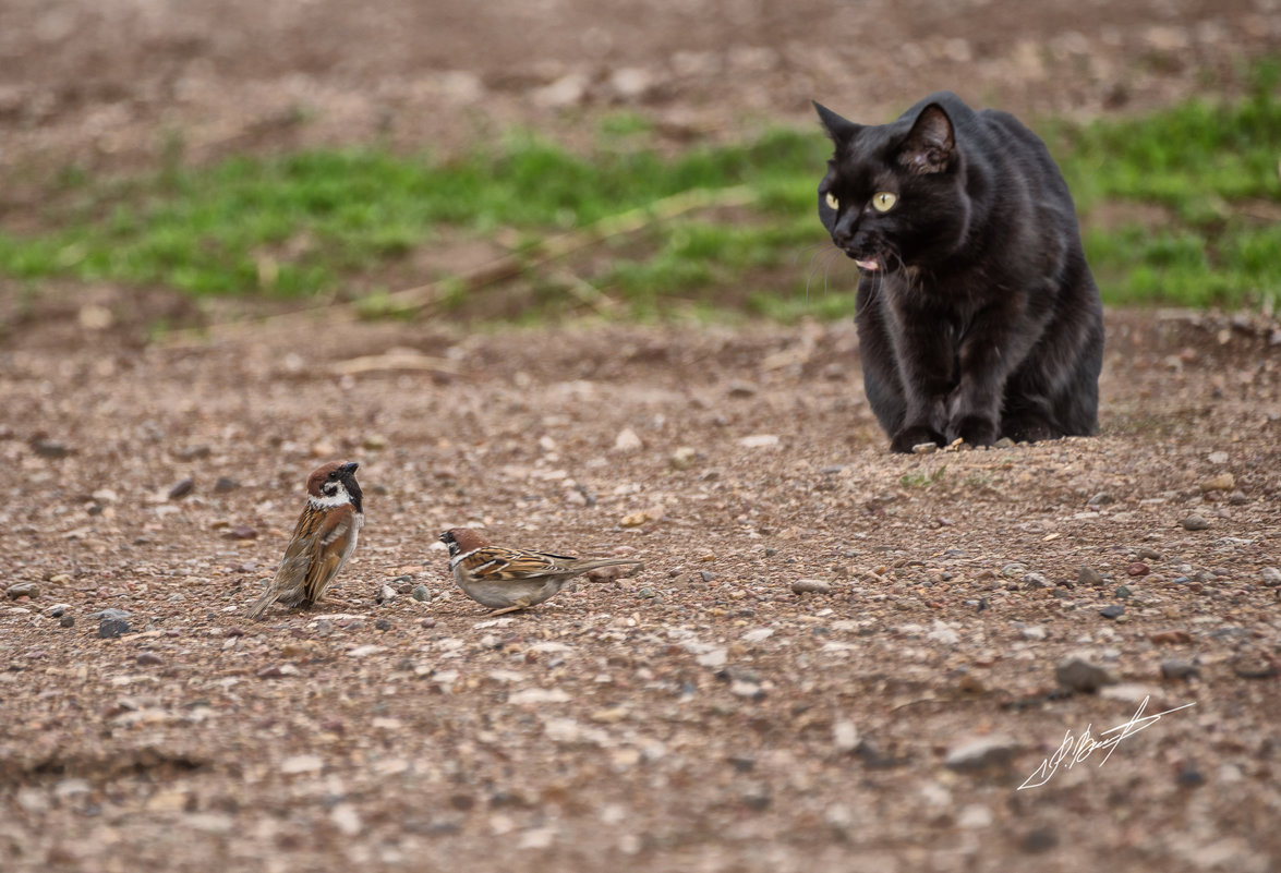 Ну пернатые, вы вообще страх потеряли - Ринат Валиев