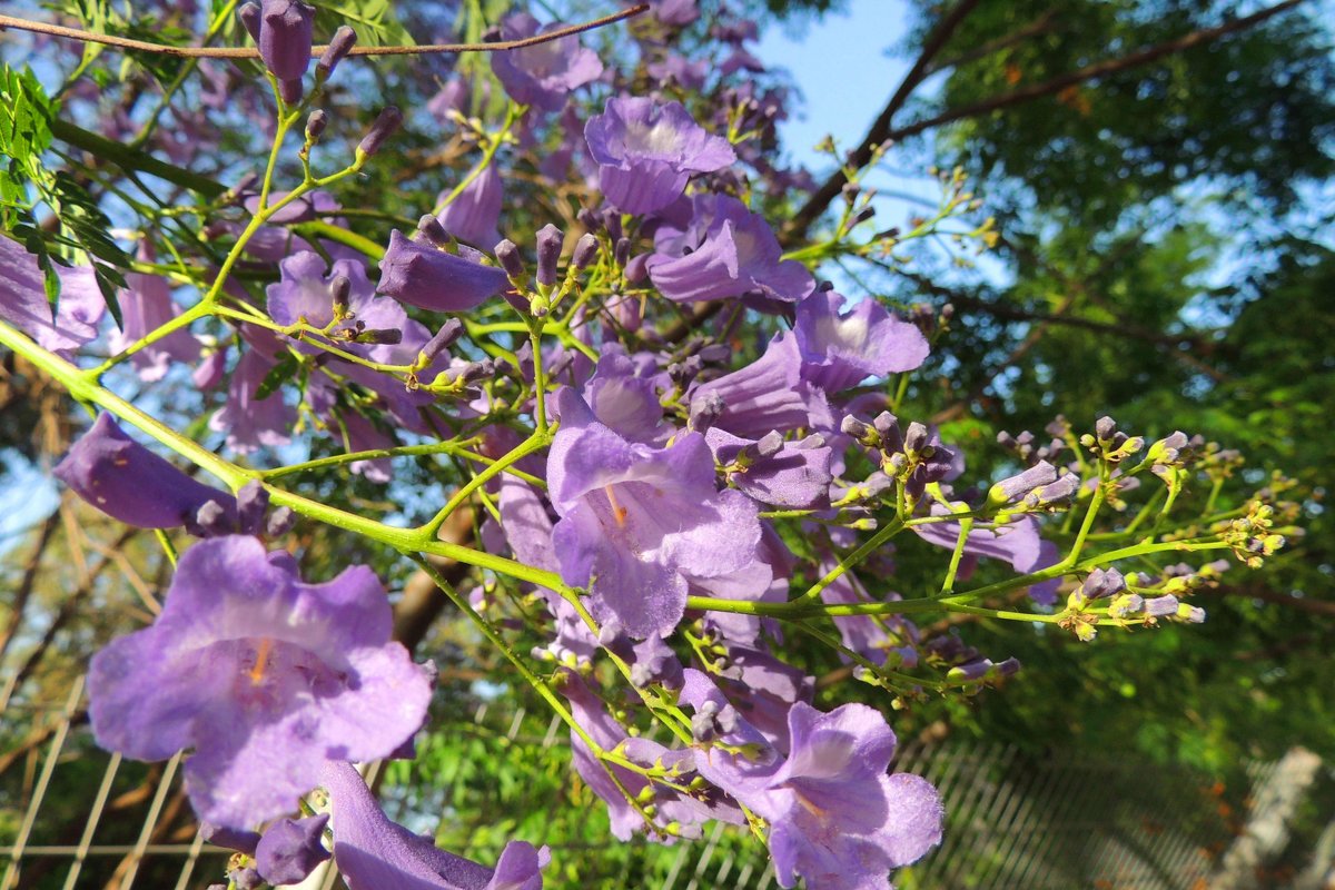 Сиреневый май - Гала Сиреневый май - Гала