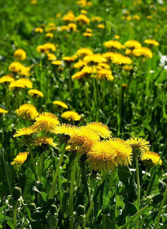 Время одуванчика - Сергей Курников Время одуванчика - Сергей Курников
