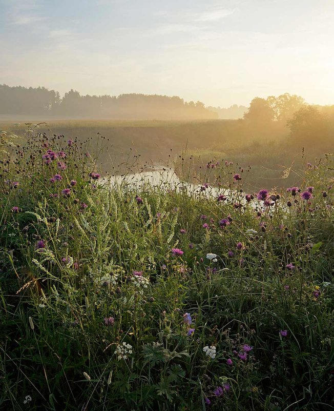 Утренний донник - Сергей Курников Утренний донник - Сергей Курников