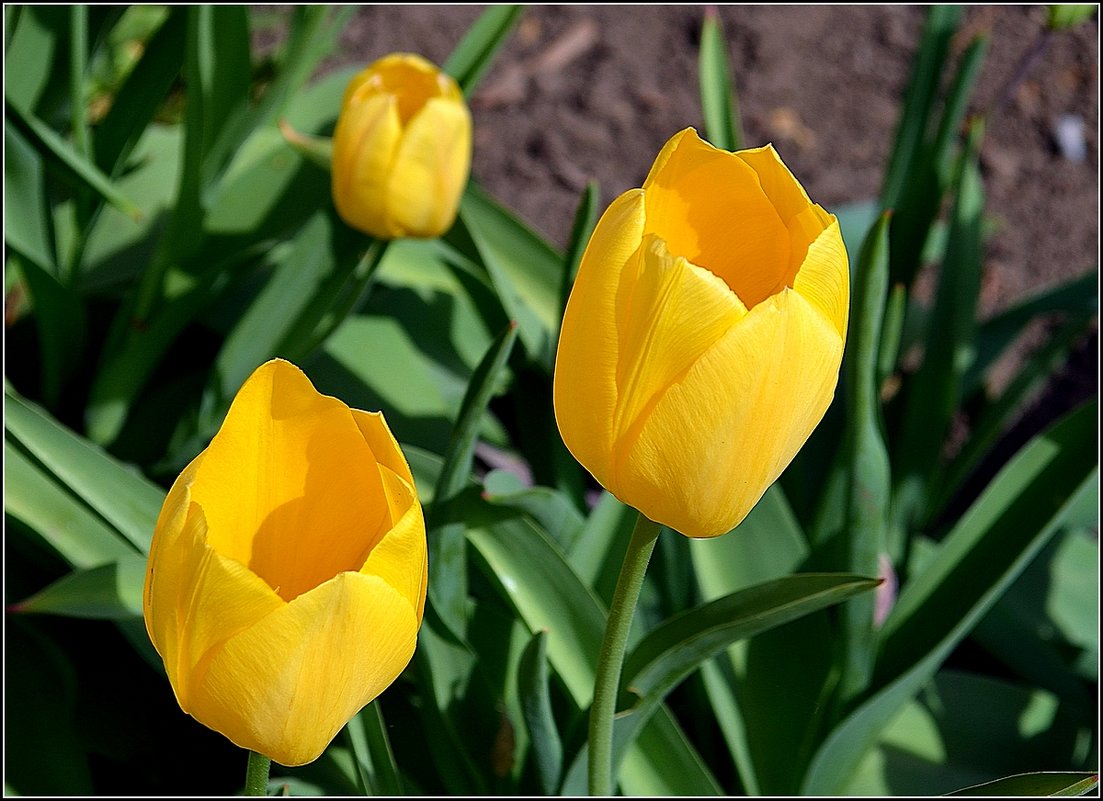 КОЛОКОЛЬЧИКИ РАССВЕТА - Анатолий Восточный КОЛОКОЛЬЧИКИ РАССВЕТА - Анатолий Восточный