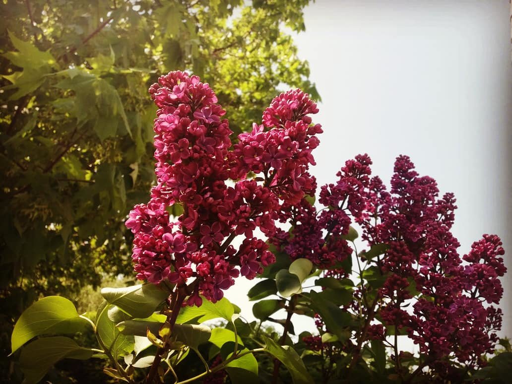 Сирень в буйных красках - Виктория Соболевская